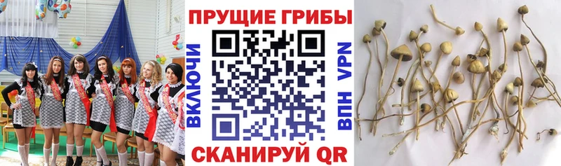 Псилоцибиновые грибы мухоморы  сколько стоит  Бабаево 